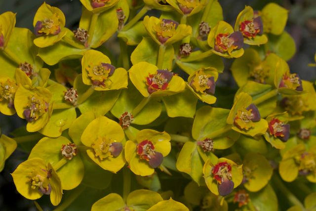 Euphorbe characias