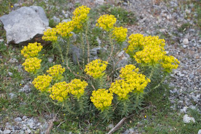 Euphorbe characias