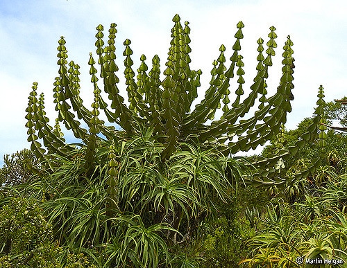 Synadenium