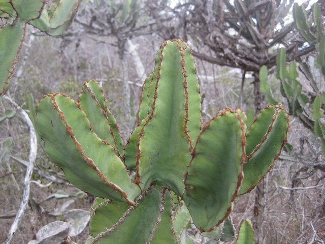 Synadenium (Euphorbia cooperi)