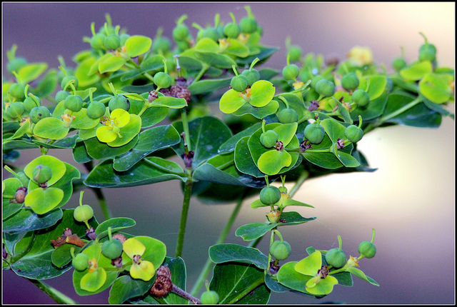 Euphorbe cornigera