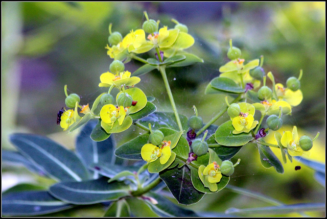 Euphorbe cornigera