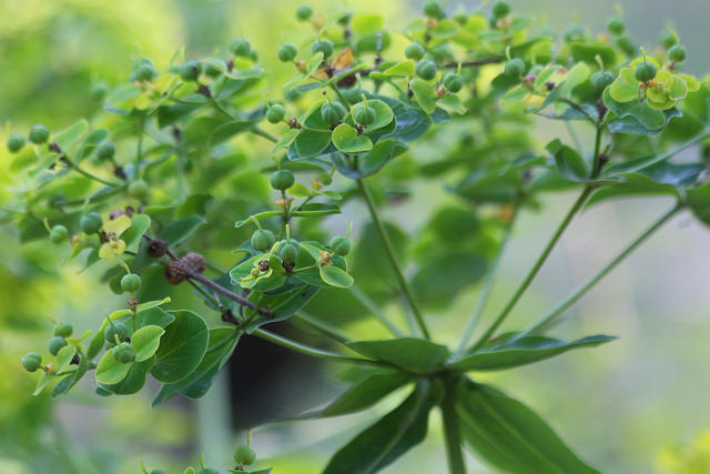 Euphorbe cornigera