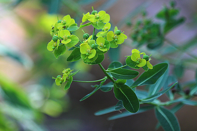 Euphorbe cornigera