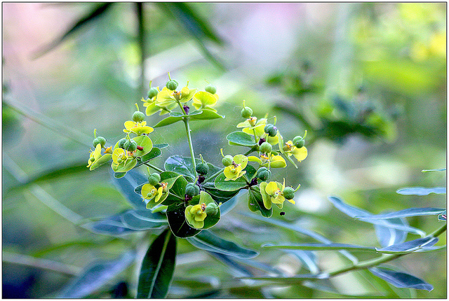 Euphorbe cornigera (Euphorbia cornigera)