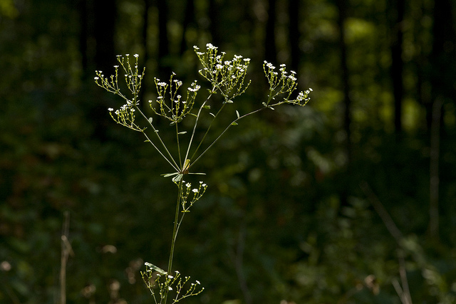 Euphorbia corollata (Euphorbia corollata)