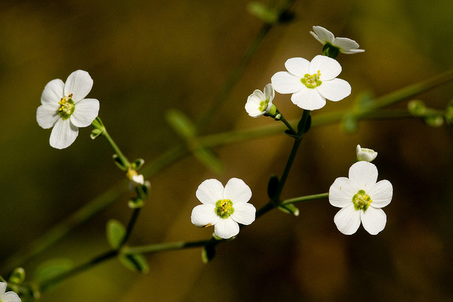 Euphorbia corollata