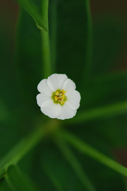 Euphorbia corollata