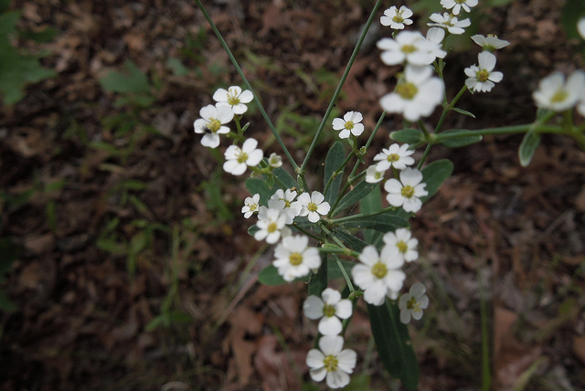 Euphorbia corollata