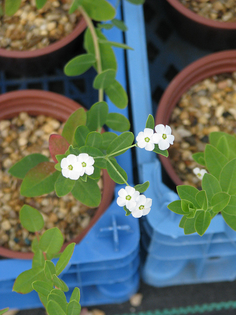 Euphorbia corollata