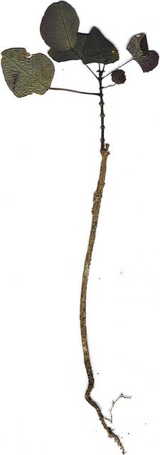 Euphorbia cotinifolia