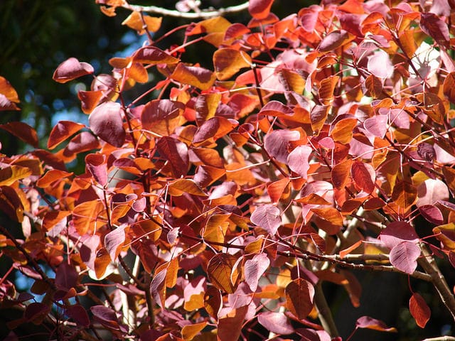 Euphorbia cotinifolia