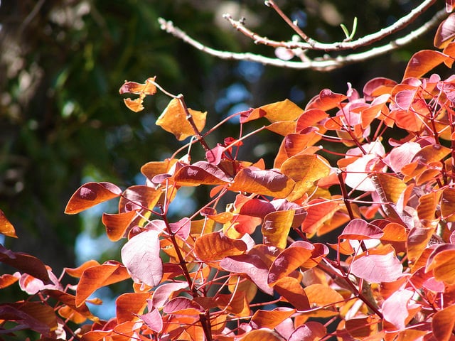 Euphorbia cotinifolia