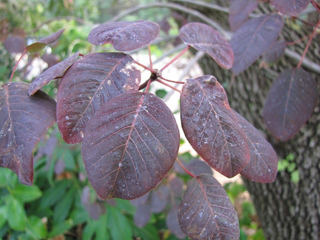 Euphorbia cotinifolia