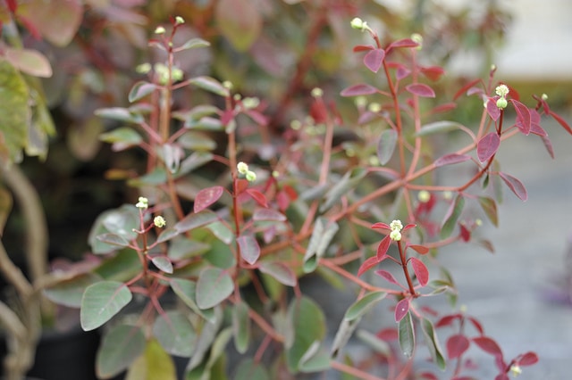 Euphorbia cotinifolia