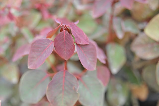 Euphorbia cotinifolia (Euphorbia cotinifolia)