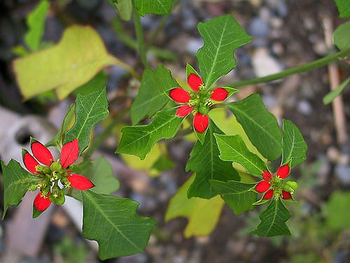 Euphorbia cyathophora