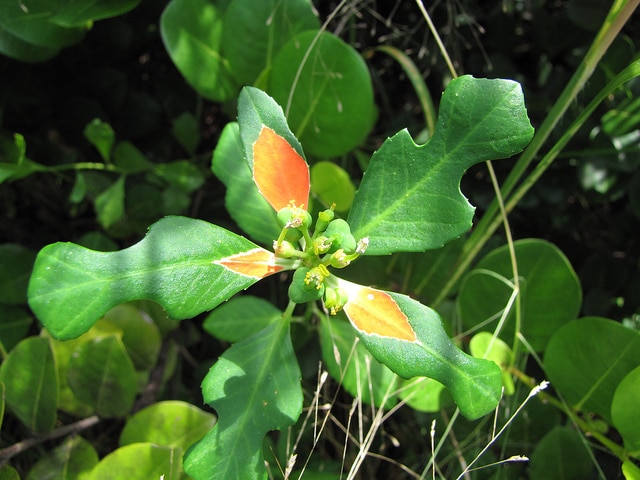 Euphorbia cyathophora