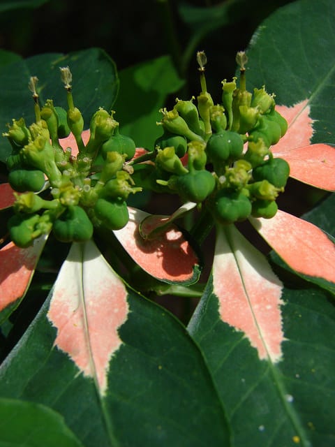 Euphorbia cyathophora