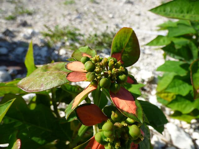 Euphorbia cyathophora