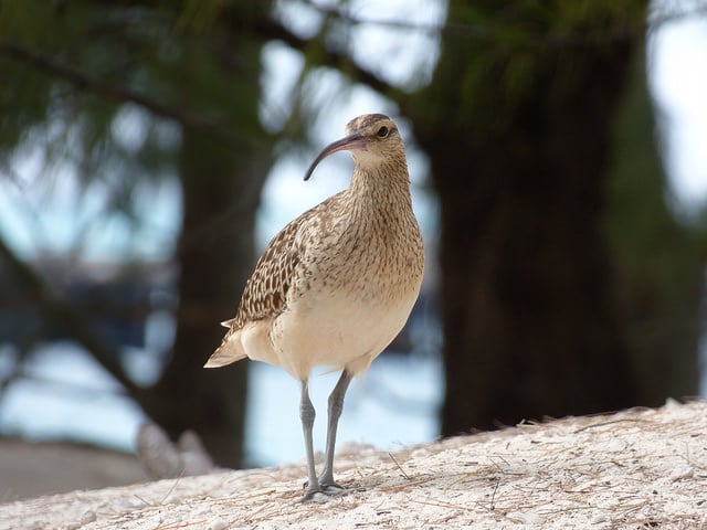 Euphorbia cyathophora