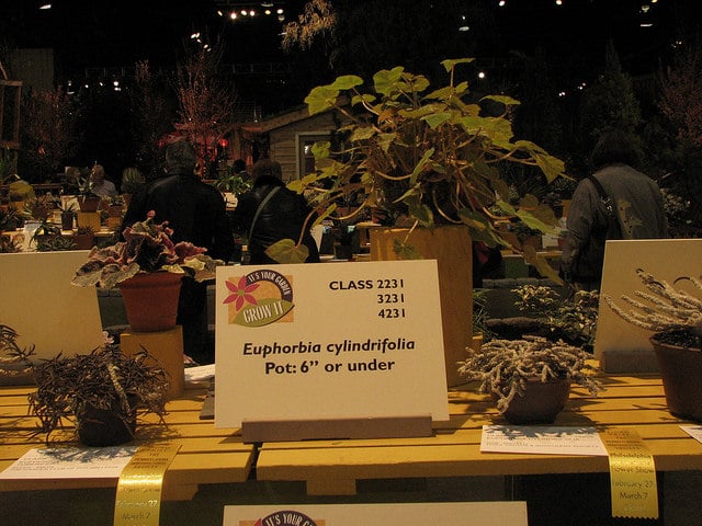 Euphorbia cylindrifolia