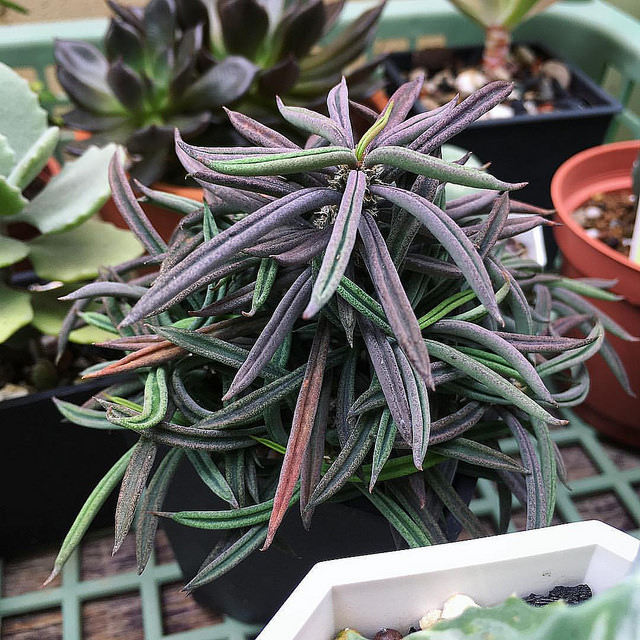 Euphorbia cylindrifolia