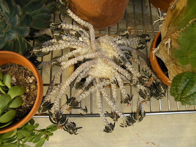 Euphorbia cylindrifolia (Euphorbia cylindrifolia)