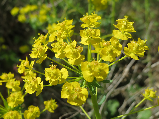Euphorbe faux cyprès