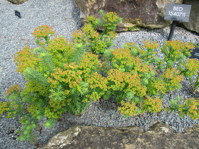 Euphorbe faux cyprès