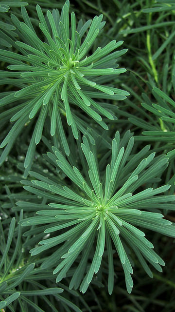 Euphorbe faux cyprès