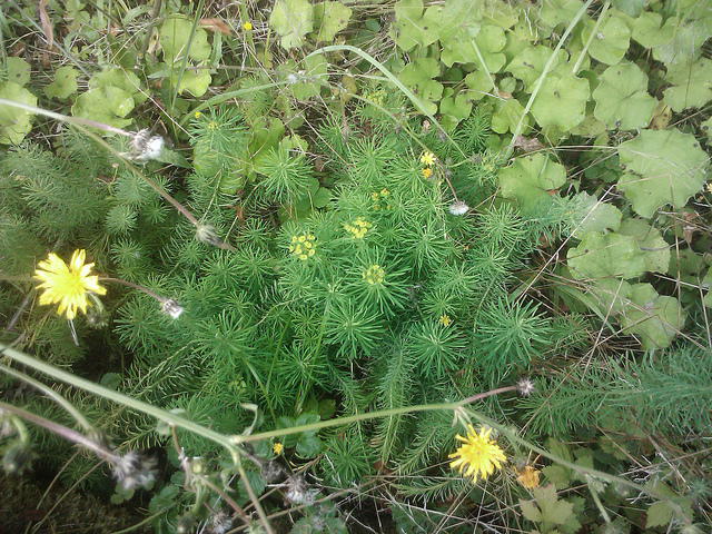 Euphorbe faux cyprès