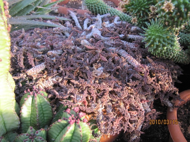 Euphorbia decaryi