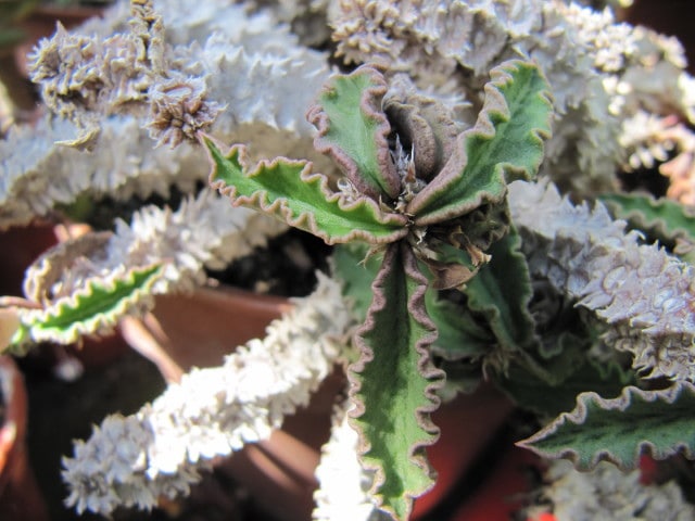 Euphorbia decaryi