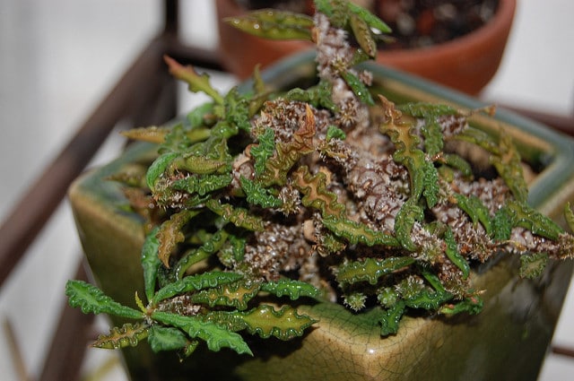 Euphorbia decaryi