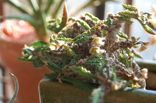 Euphorbia decaryi