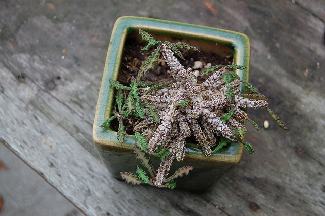 Euphorbia decaryi (Euphorbia decaryi)