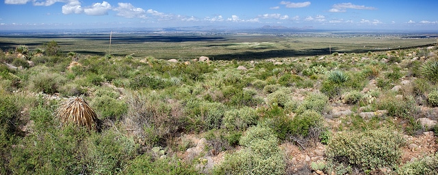 Euphorbe dentée (Euphorbia dentata)