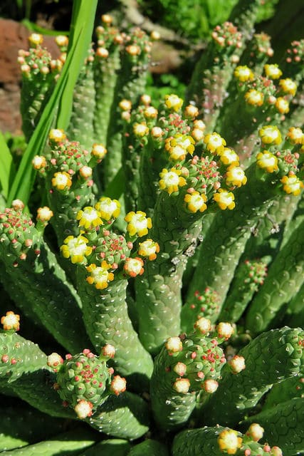 Synadenium