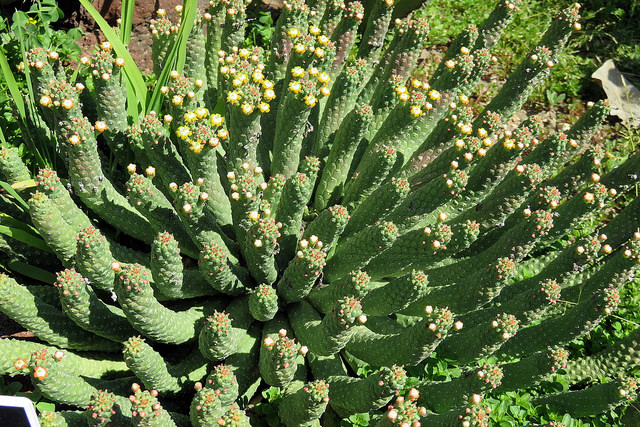 Synadenium (Euphorbia esculenta)