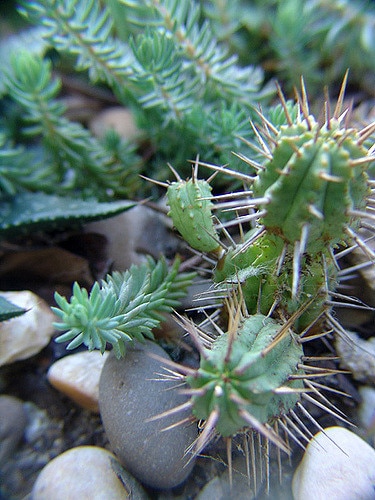 Euphorbia ferox (Euphorbia ferox)