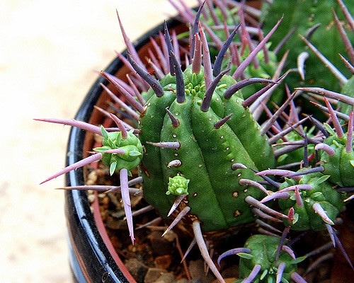 Euphorbia ferox