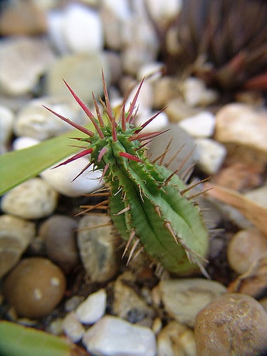Euphorbia ferox