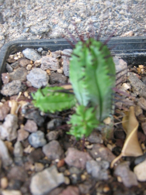 Euphorbia ferox