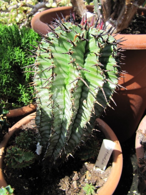 Euphorbia ferox