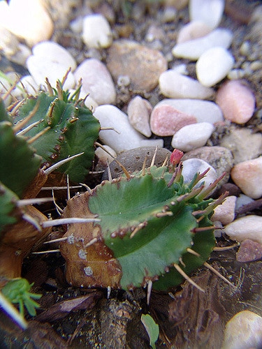 Euphorbia ferox