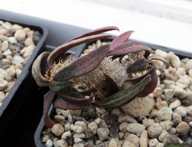 Euphorbia francoisii (Euphorbia francoisii)