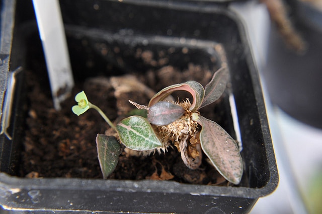 Euphorbia francoisii
