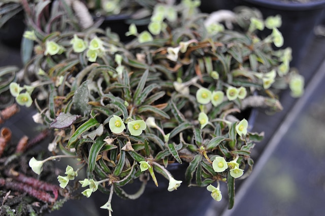Euphorbia francoisii