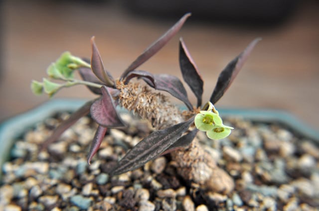 Euphorbia francoisii